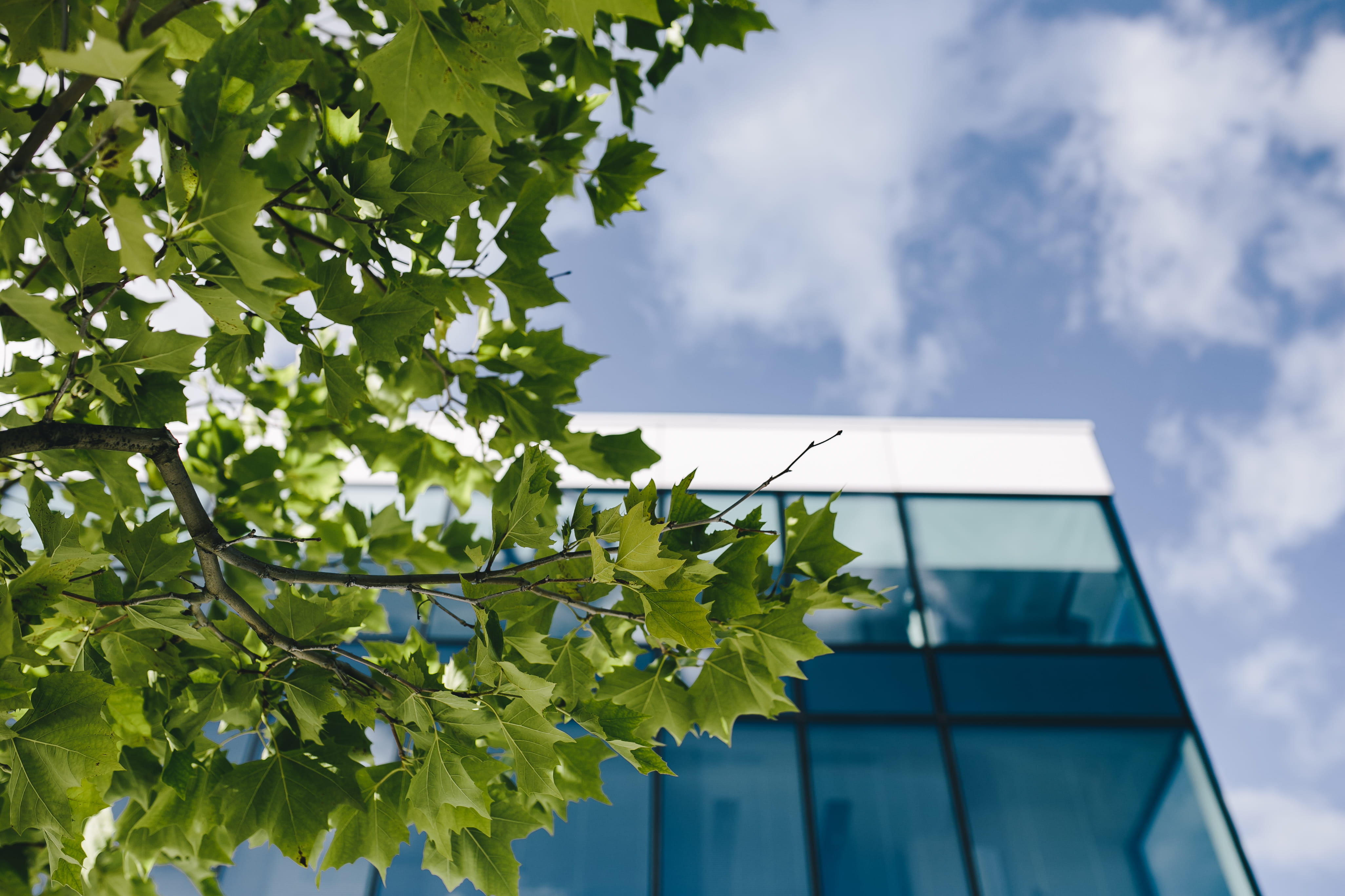 Modern office building behind the leaves of a maple tree.